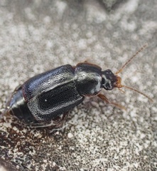 Olophrum obtectum