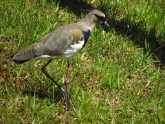 Vanellus chilensis