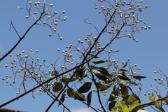 Sparattanthelium botocudorum