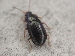 Olophrum obtectum