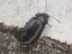 Olophrum obtectum