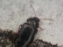 Olophrum obtectum