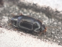 Olophrum obtectum