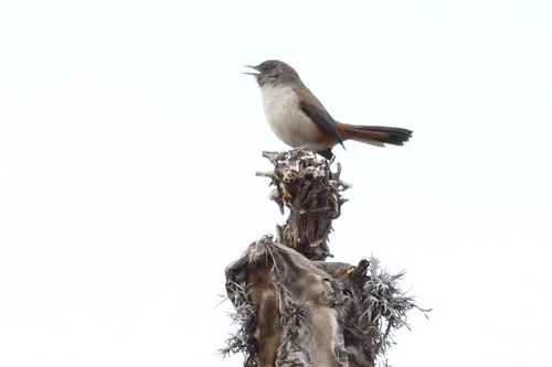 Dark-winged Canastero (Asthenes arequipae), photo 7