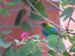 Tangara gyrola