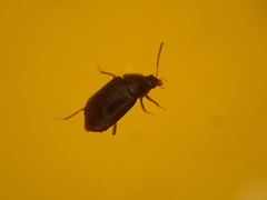 Olophrum obtectum