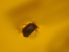 Olophrum obtectum