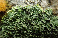 Pannaria leproloma