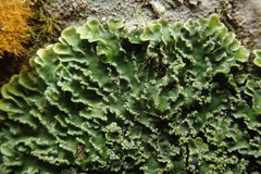 Pannaria leproloma