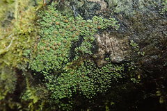 Psoroma asperellum