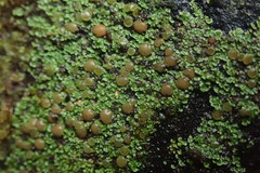 Psoroma asperellum