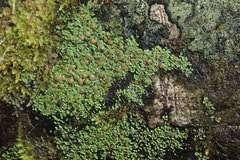 Psoroma asperellum