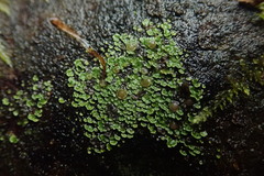 Psoroma asperellum