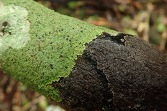 Pannaria pulverulacea