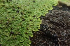 Pannaria pulverulacea