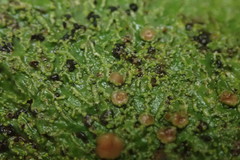 Pannaria pulverulacea