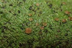 Pannaria pulverulacea