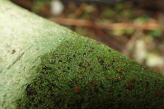 Pannaria pulverulacea