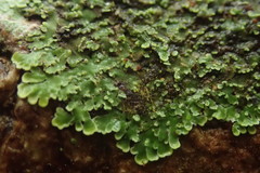 Pannaria pulverulacea