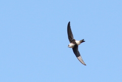 Aeronautes andecolus