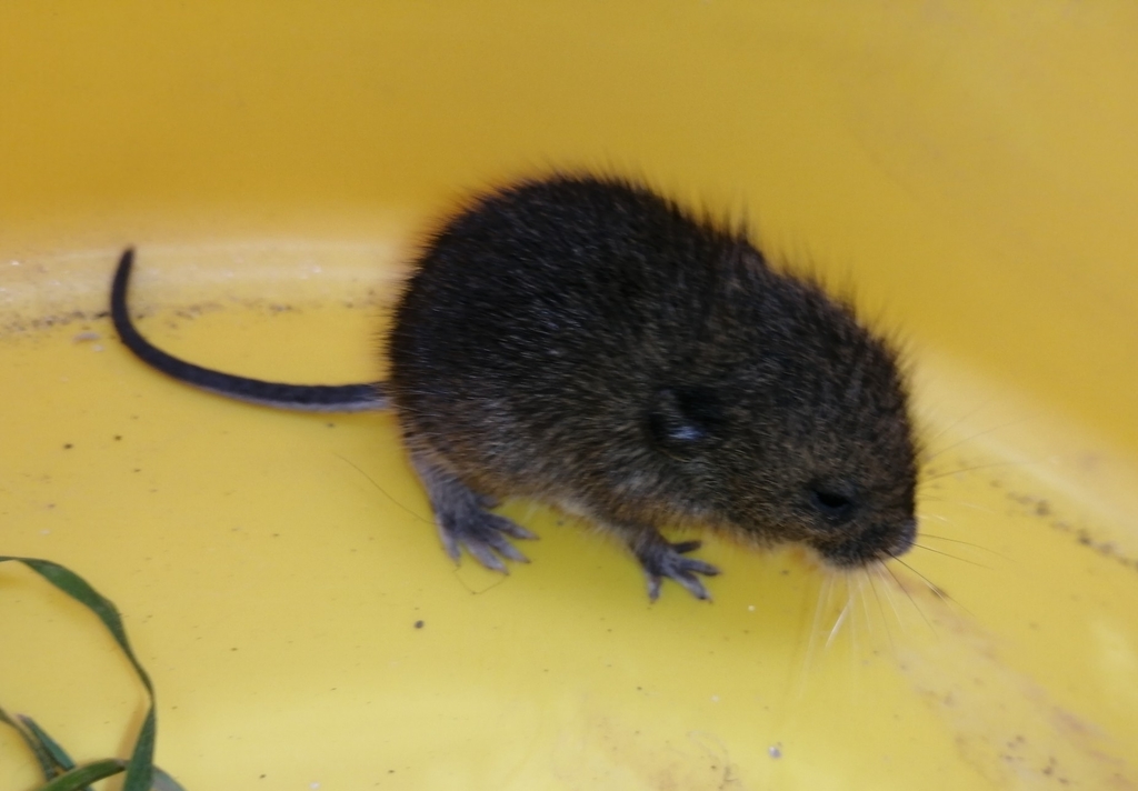 Large-Footed Irenomys