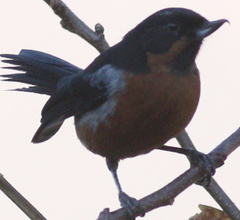 Diglossa brunneiventris