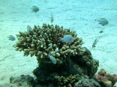 Dascyllus marginatus