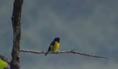 Spinus xanthogastrus