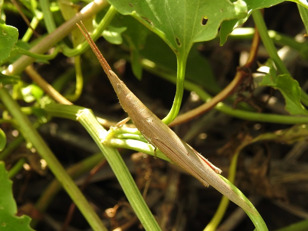 Haroldgrantia lignosa