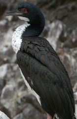 Leucocarbo bougainvillii
