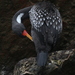 Red-legged Cormorant - Photo (c) Jan Ebr, some rights reserved (CC BY), uploaded by Jan Ebr