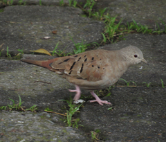 Columbina talpacoti