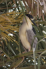 Nycticorax nycticorax