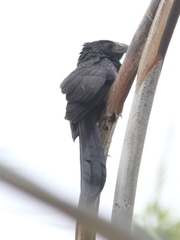 Crotophaga sulcirostris