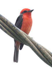 Pyrocephalus rubinus