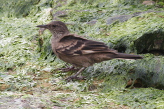 Cinclodes taczanowskii