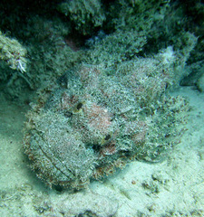 Scorpaenopsis barbata