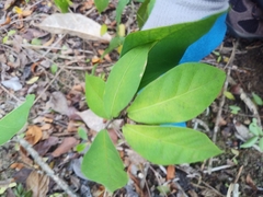 Capparidastrum frondosum