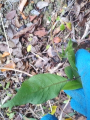 Capparidastrum frondosum