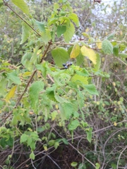 Lantana involucrata odorata
