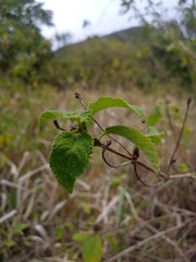 Lantana involucrata odorata