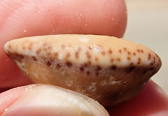 Notocypraea angustata