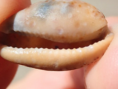 Notocypraea angustata