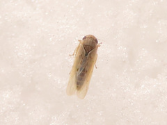 Balclutha punctata