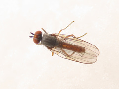 Heteromyza rotundicornis