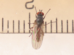 Heteromyza rotundicornis