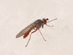 Heteromyza rotundicornis