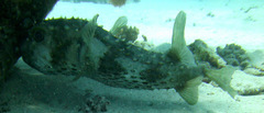 Cyclichthys spilostylus