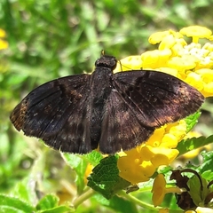 Chiomara mithrax