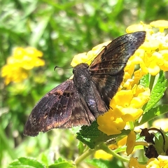 Chiomara mithrax
